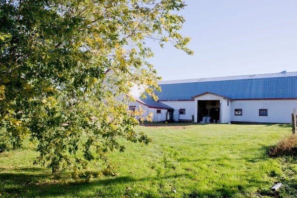 Cows grazing in a pasture on a Canadian dairy farm